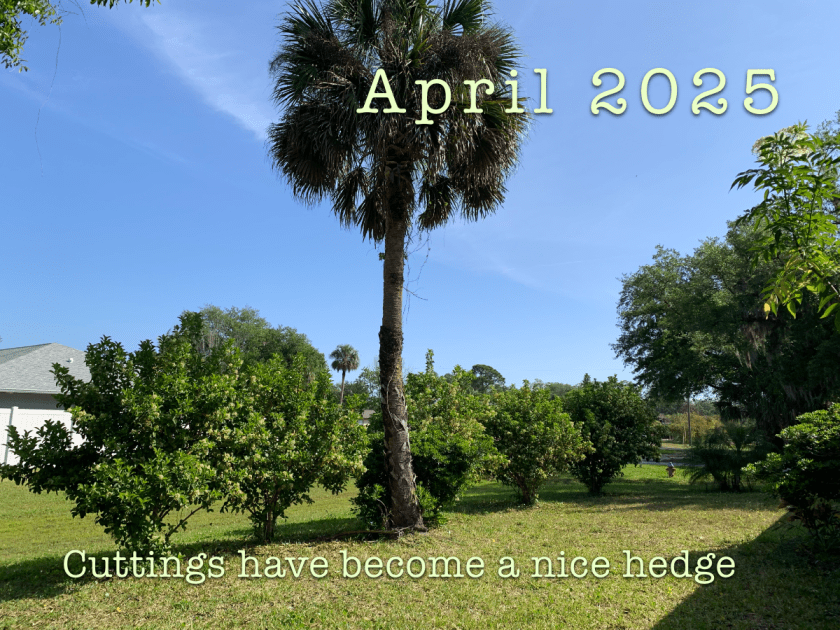 Premna serratifolia hedge 2025