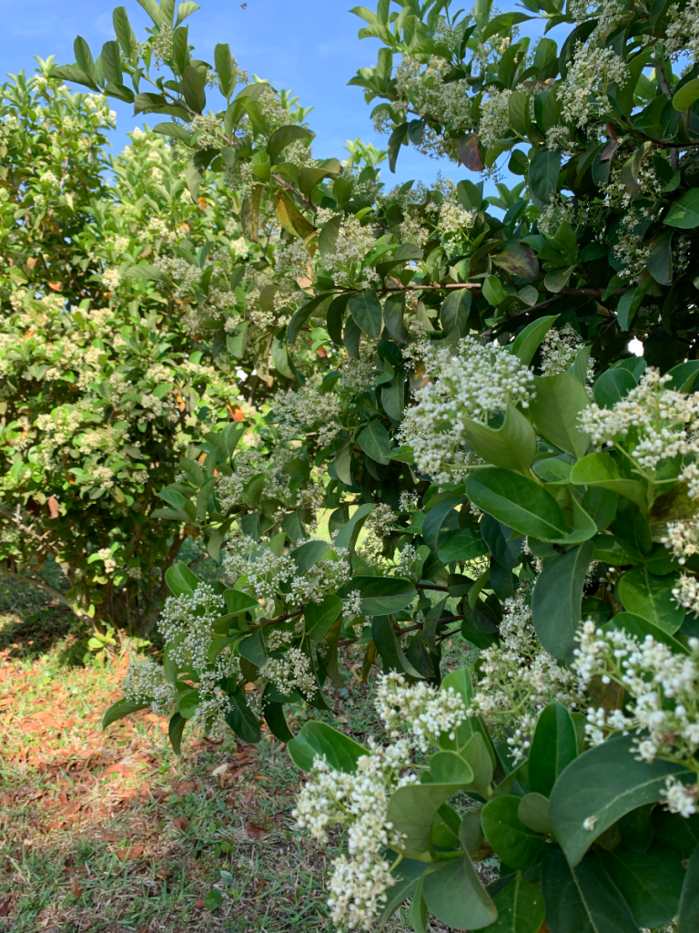 white flowers of the Premna serratifolia shrub