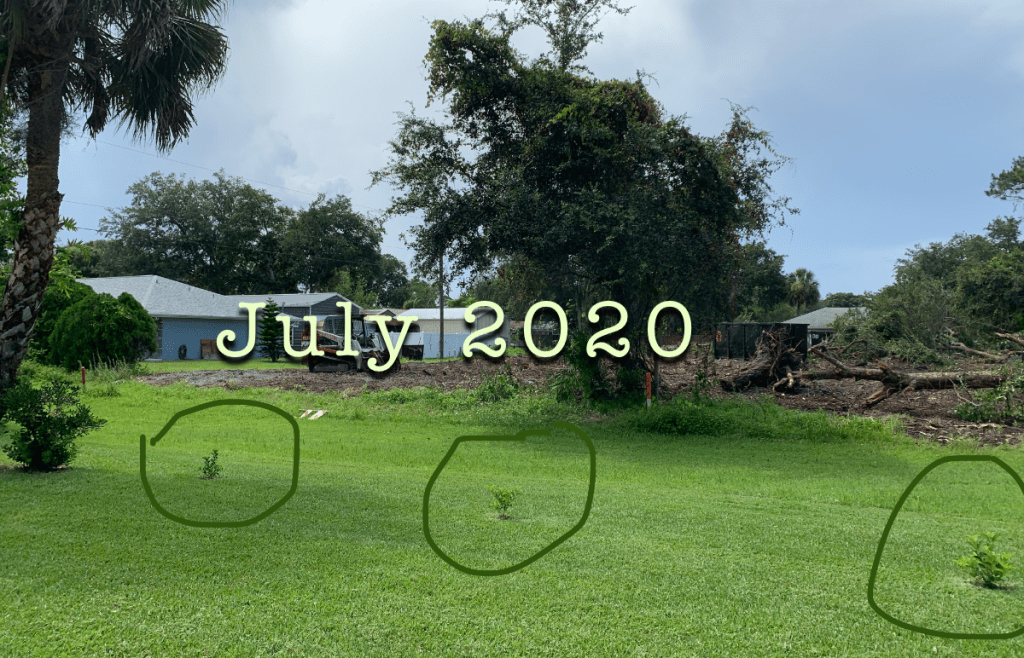 Premna serratifolia cuttings planted in the lawn