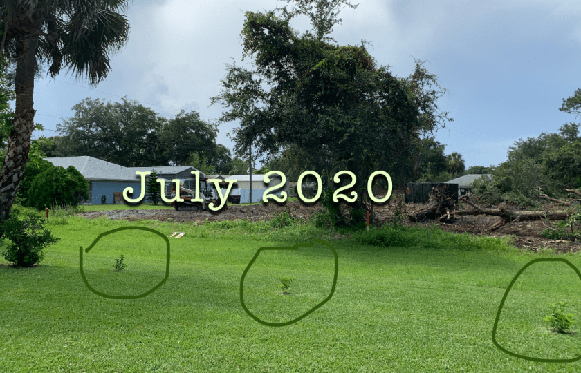 Premna serratifolia cuttings planted in the lawn