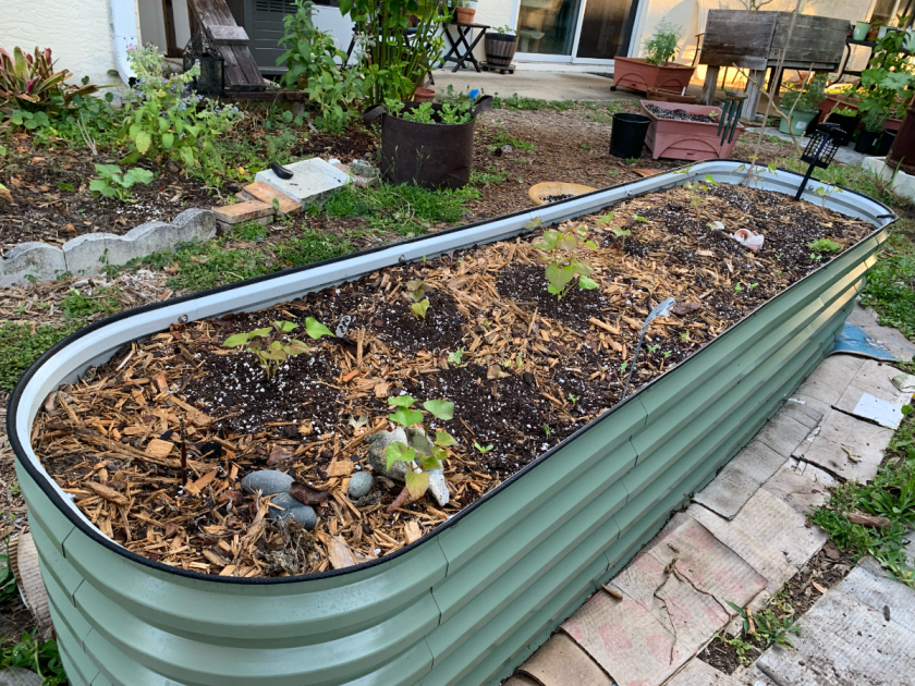 Long Vegega garden bed
