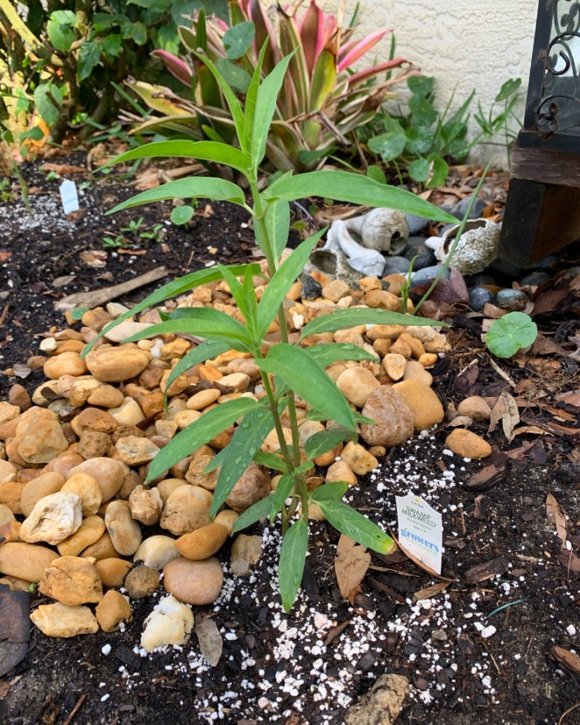 Swamp milkweed planted