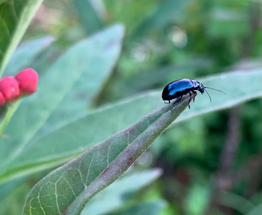 shiny blue leaf-beetle on tropical milkweed leaf.