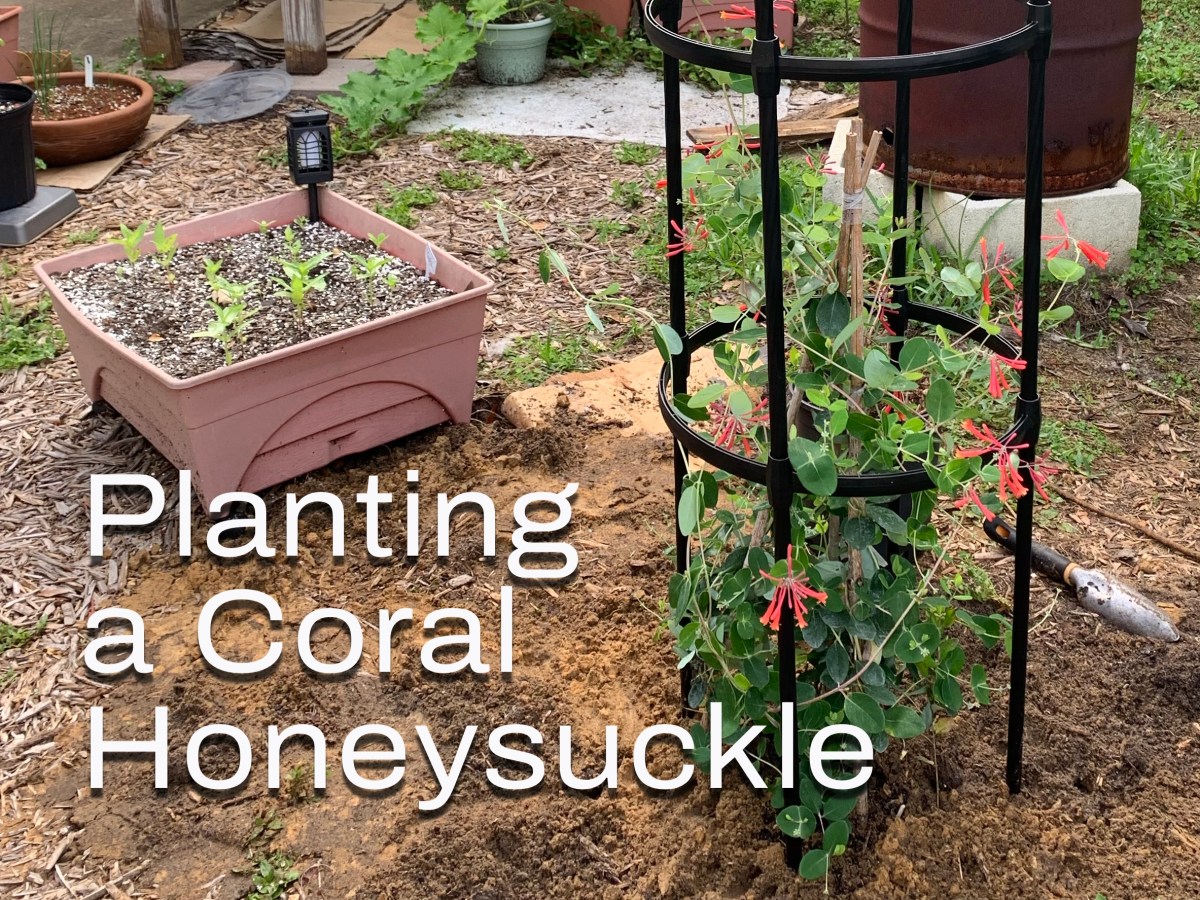 Florida Native Coral Honeysuckle is Planted for&nbsp;Hummingbirds