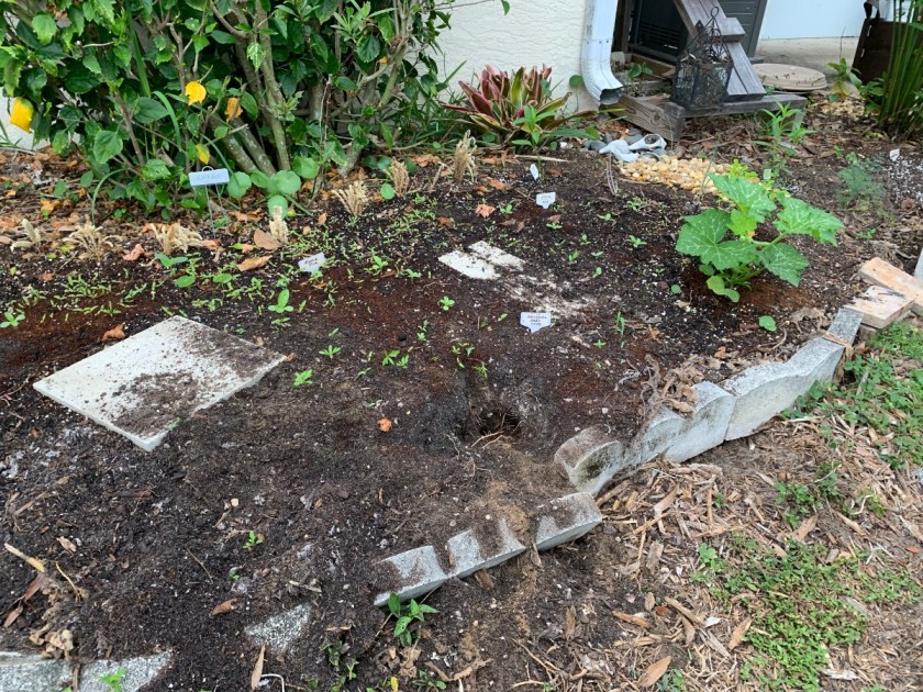 Dirt in garden with hole dug near edge and some plants growing