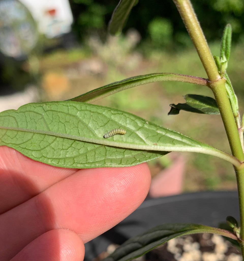 Tiny Monarch caterpillar on underside of milkweed leaf.