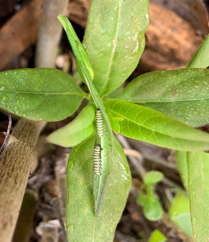two baby monarch caterpillars on milkweed leaves.