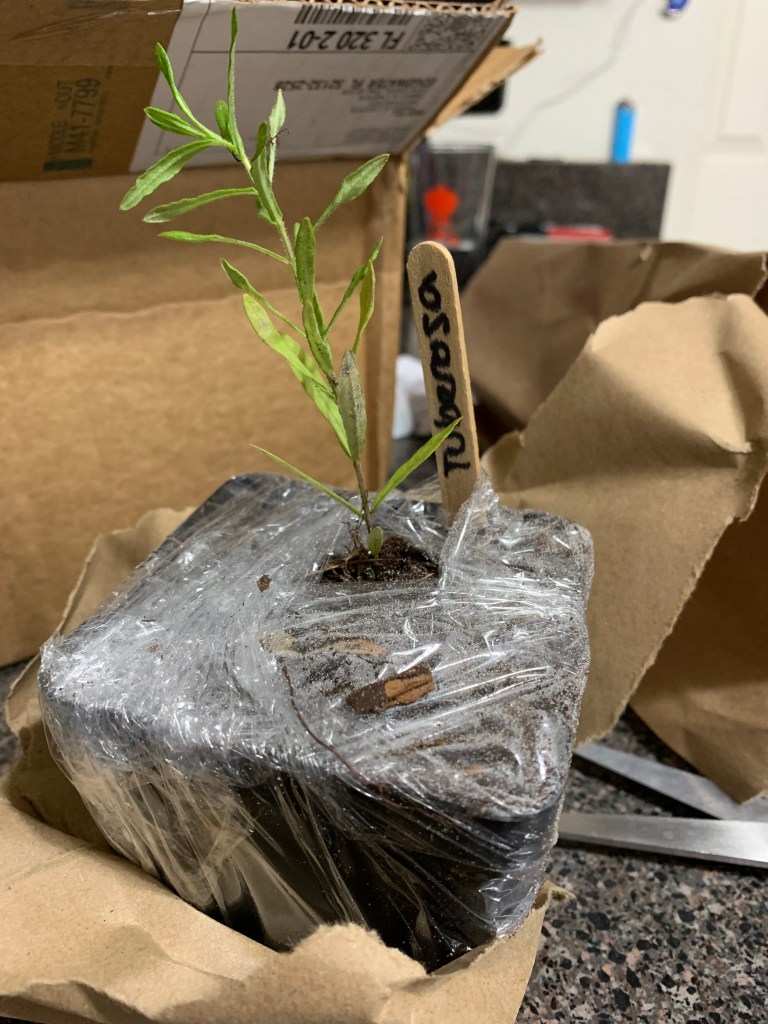 tuberosa milkweed seedling in black pot wrapped in plastic