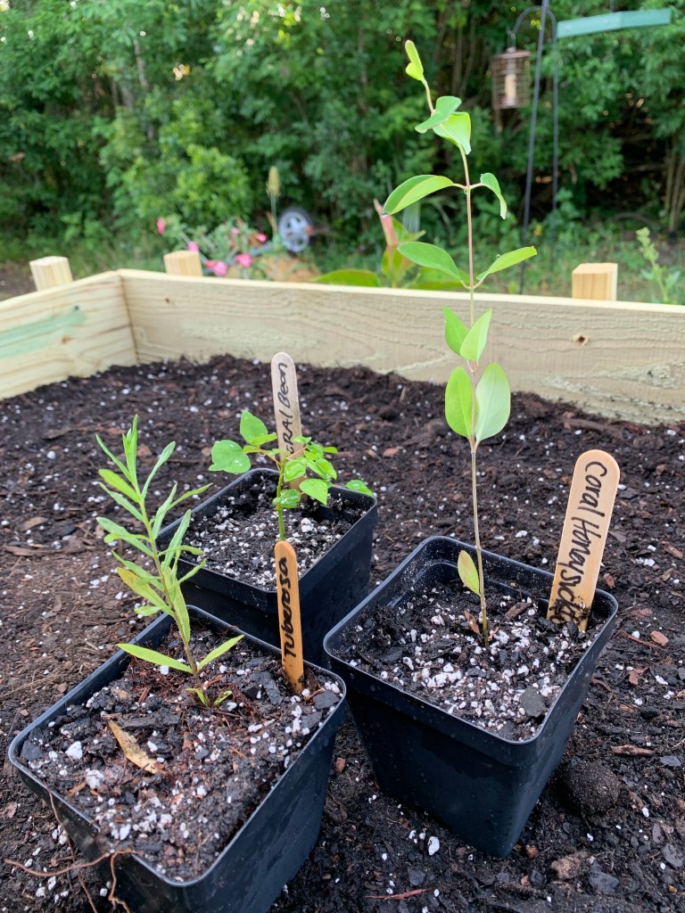 Three seedlings after arriving from Whitwam Organics