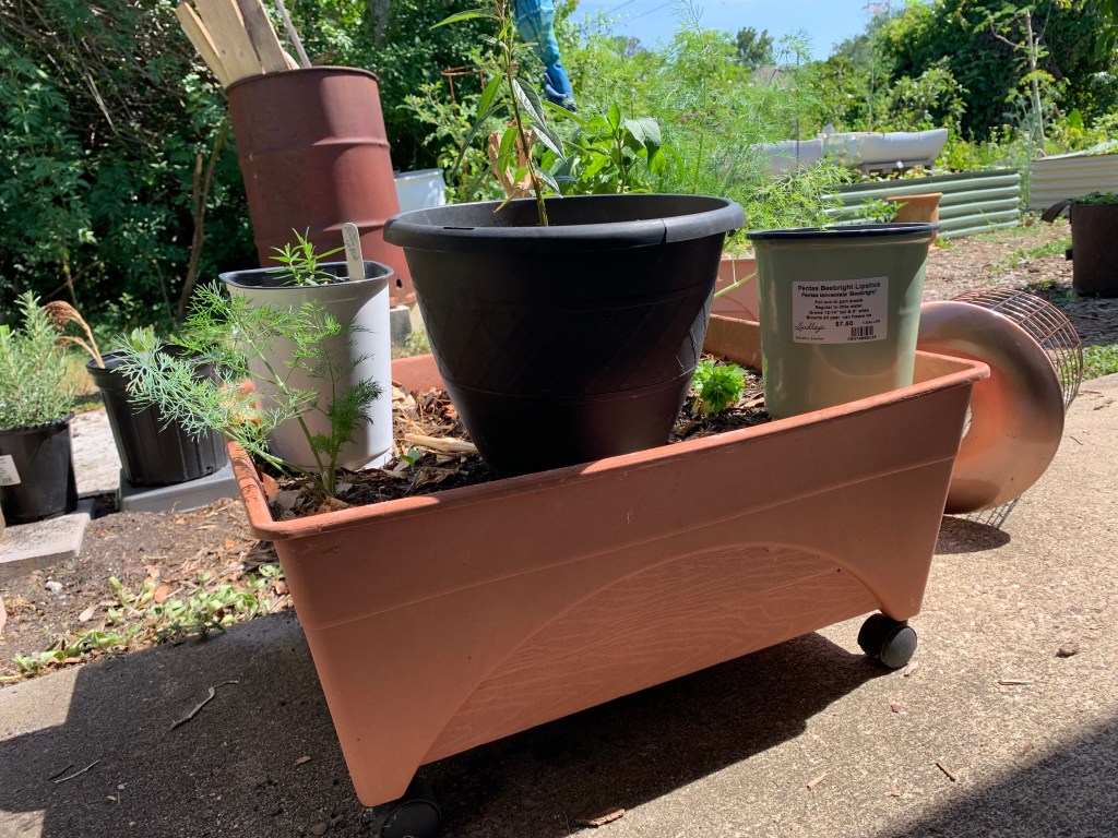 swamp milkweed plants in pots