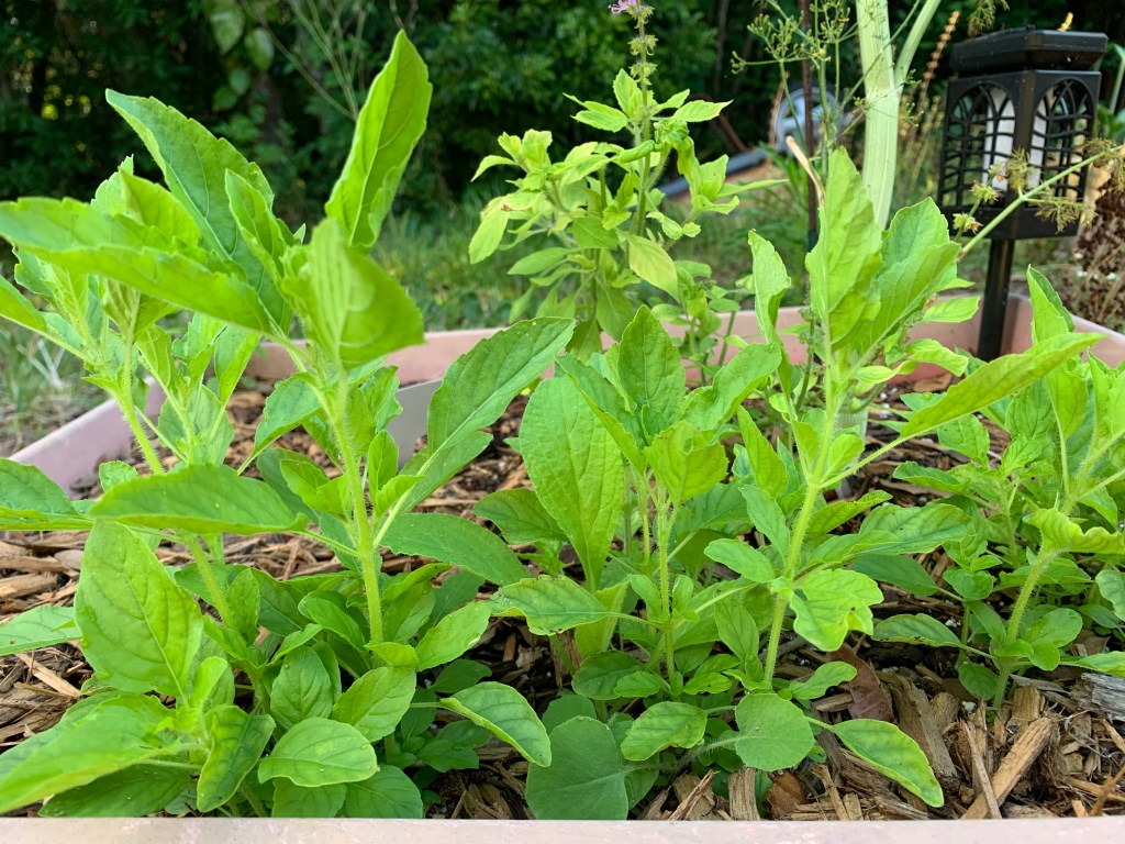 Holy basil growing, tulsi, 
