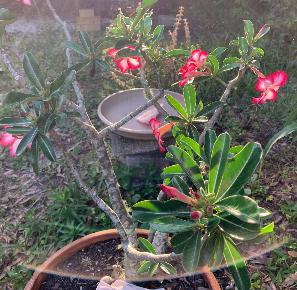 flowering desert rose plant 