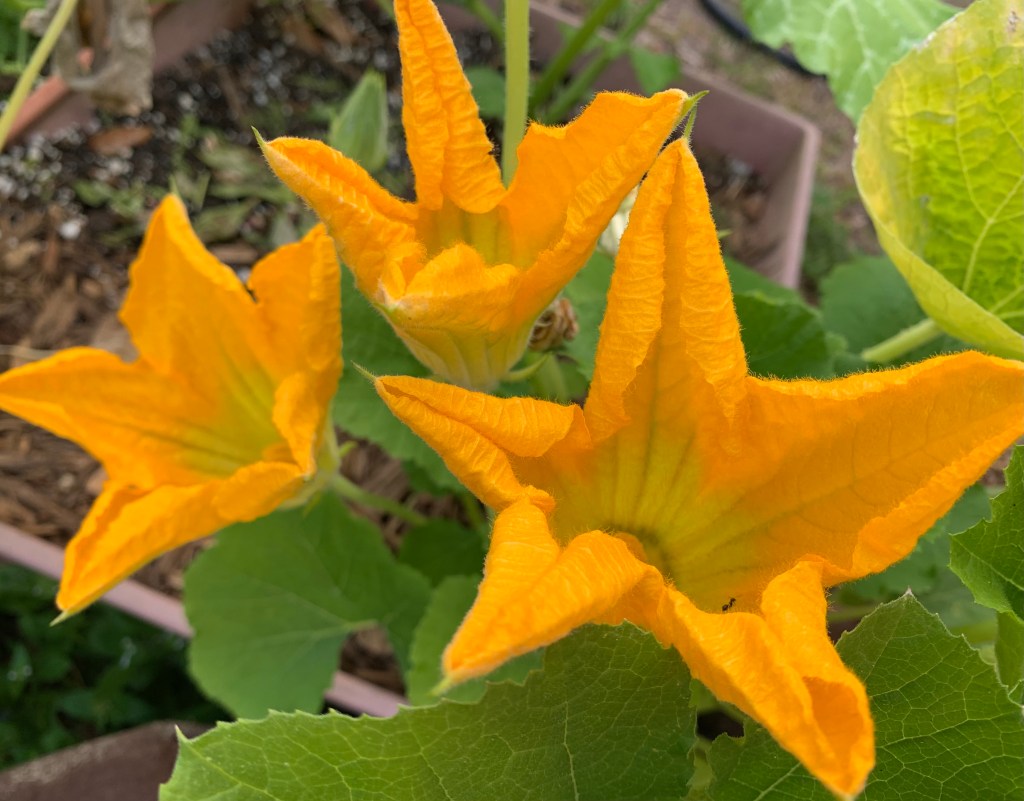 Pumpkin flowers, bright orange
