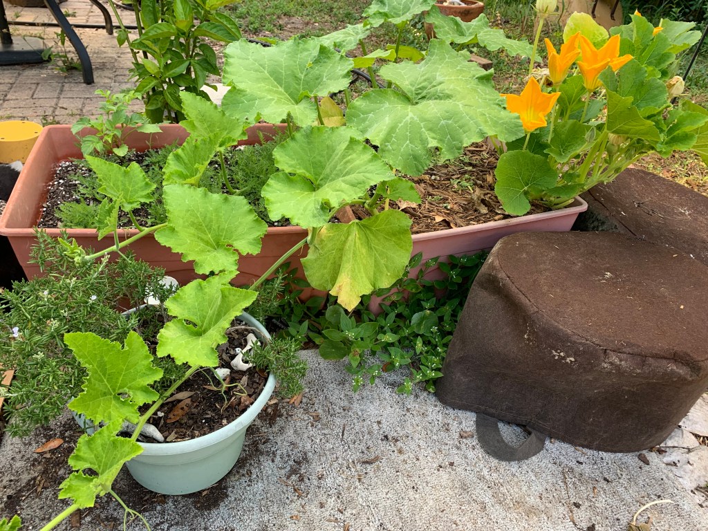 Seminole pumpkin vine and flowers