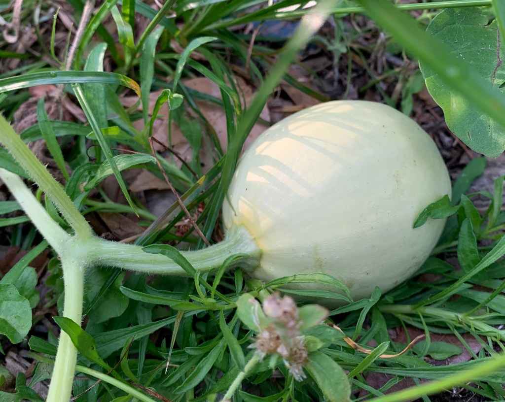 squash growing on a vine