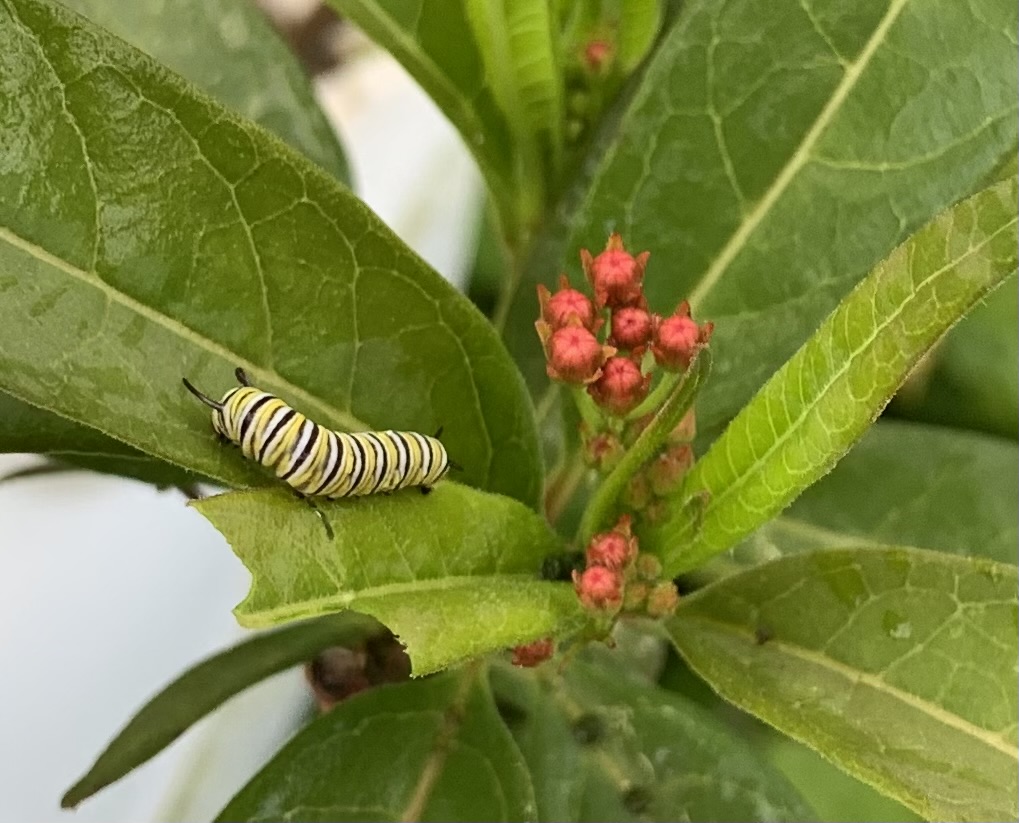 White swamp milkweed flowers and tropical milkweed with caterpillar