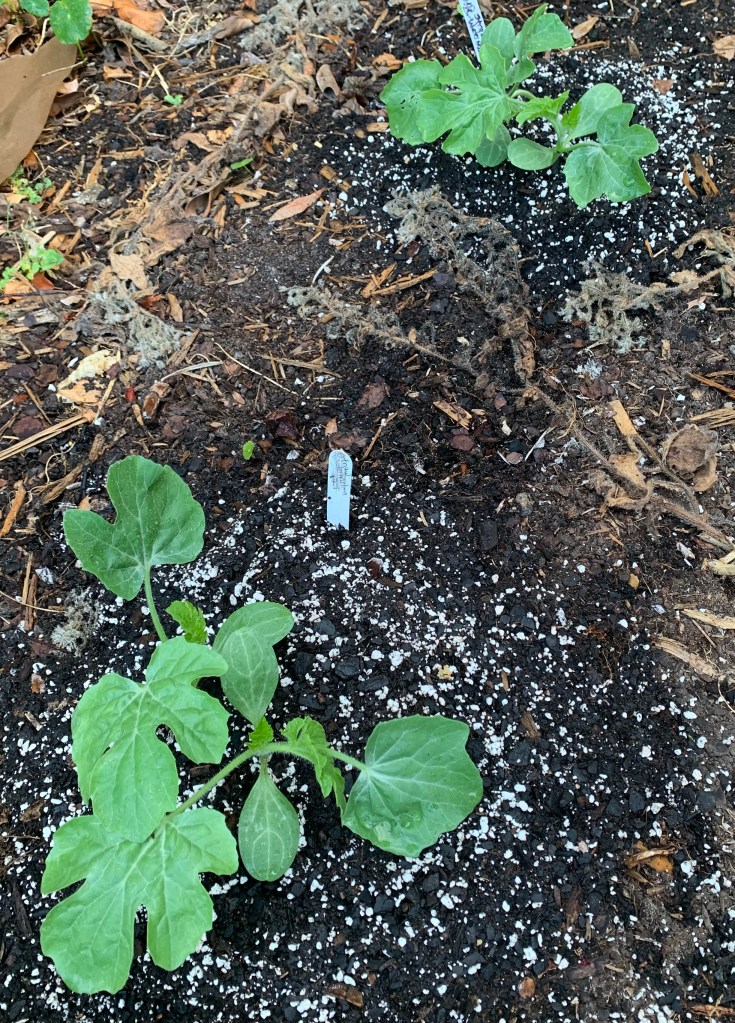 Watermelon plants in the ground