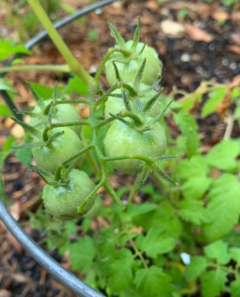 Cherry tomatoes, green, growing on a vine.