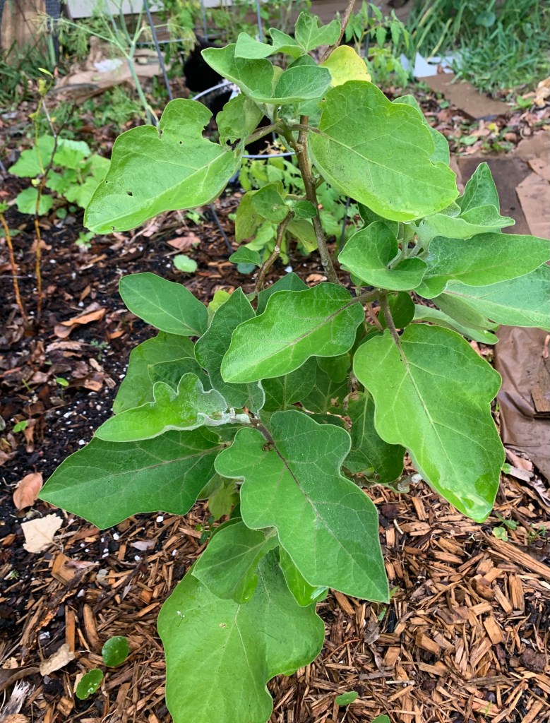 Eggplant plant growing in the garden