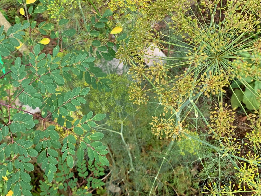 Moringa and dill leaves