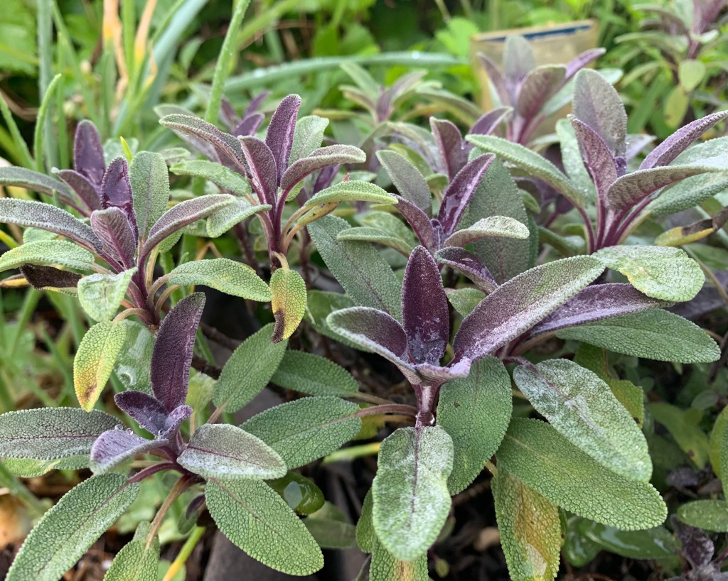 Purple sage plant and leaves