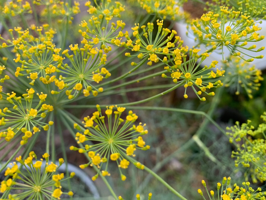 Yellow dill flowers