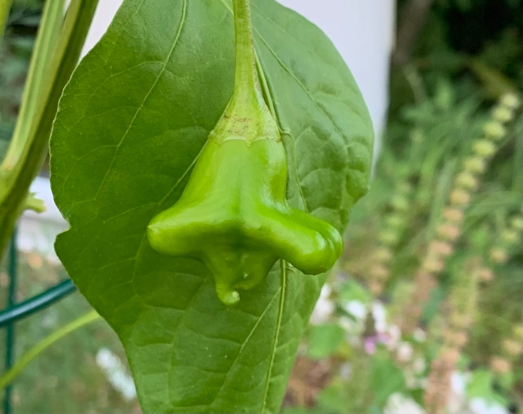 Ubatuba Cambuci pepper, green and shaped like a bell.