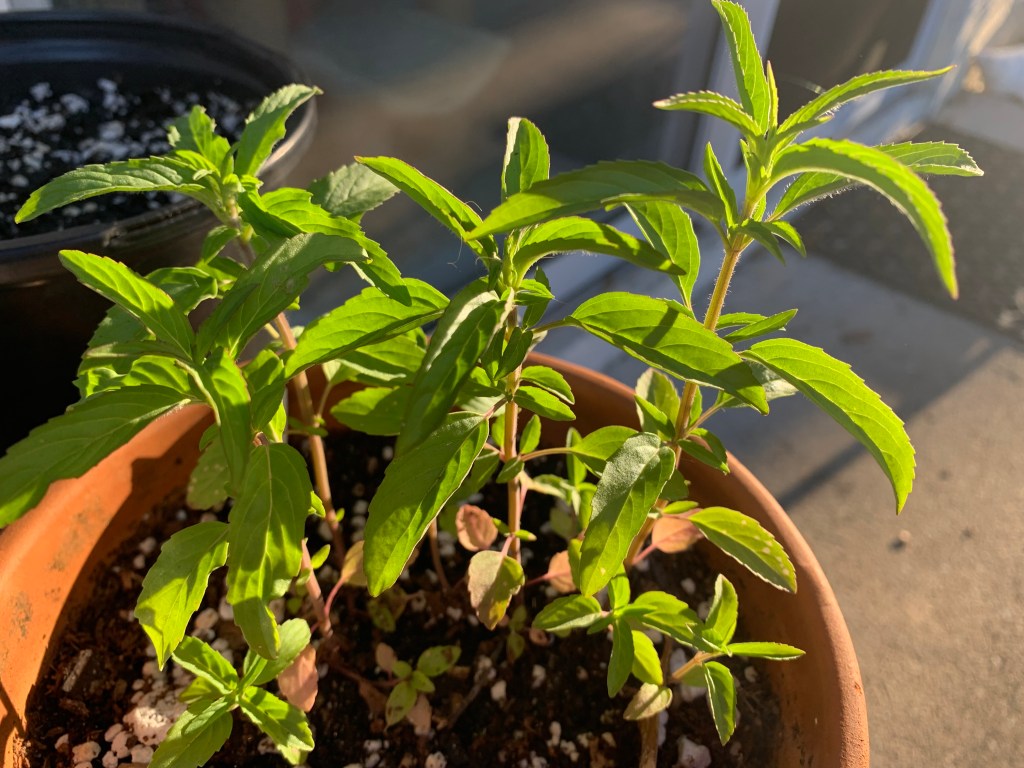 Horsemint plant in terra cotta pot