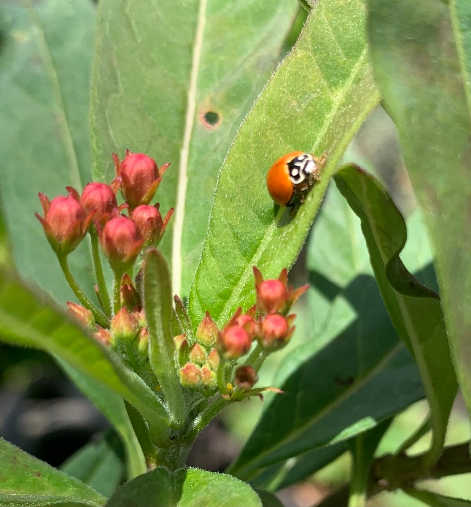 Tropical milkweed with ladybug on leaf and flower buds