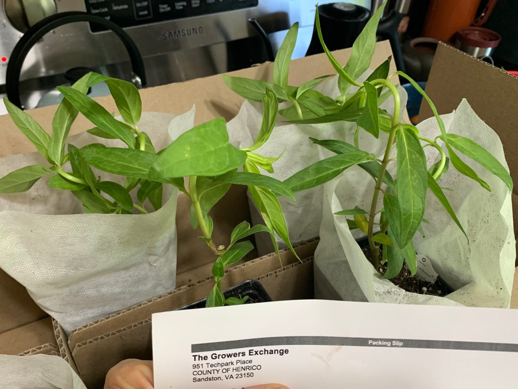 unboxing milkweed plants