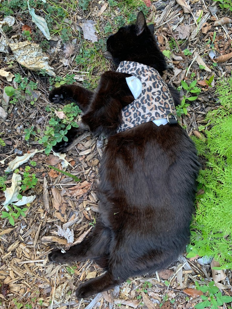 Skittle, black cat, lying on the ground wearing a leopard print harness to cover her wound.