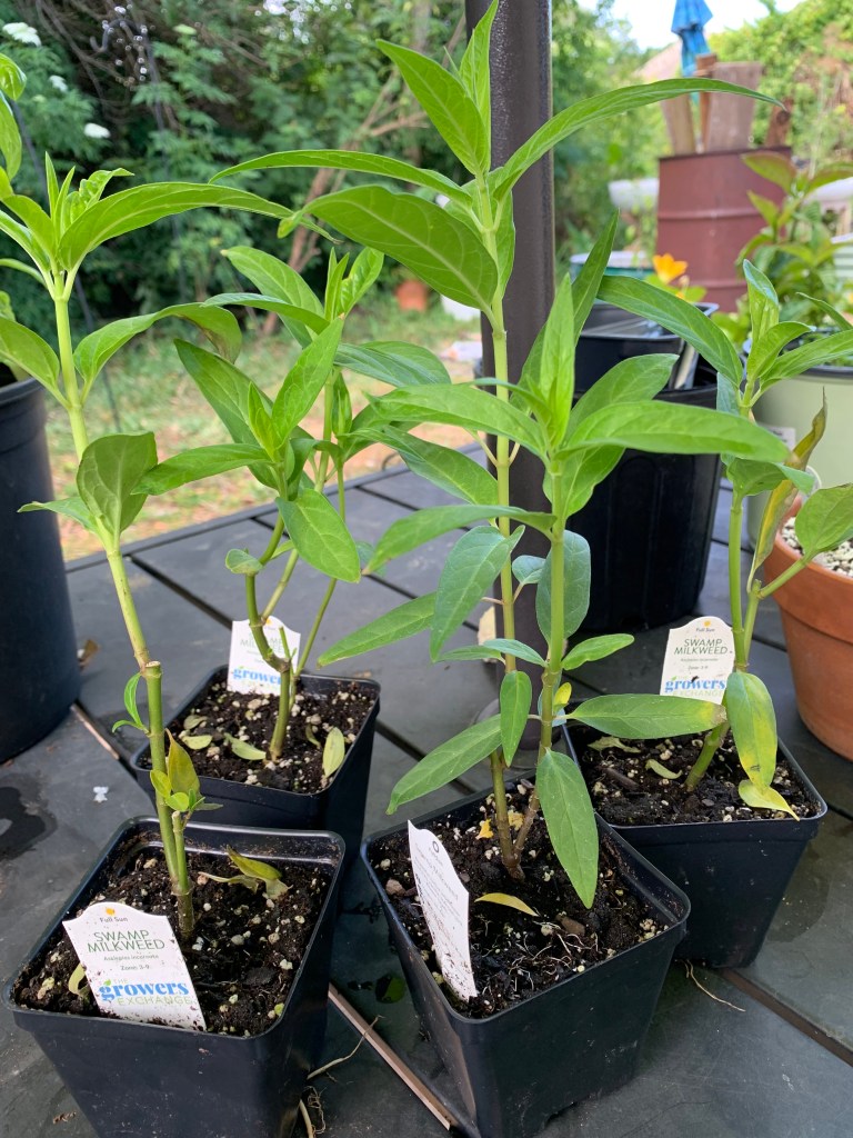 Four Pink swamp milkweed seedlings in small black pots outside on table