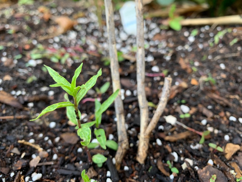 milkweed sprouting up in May / spring from dormant plant.