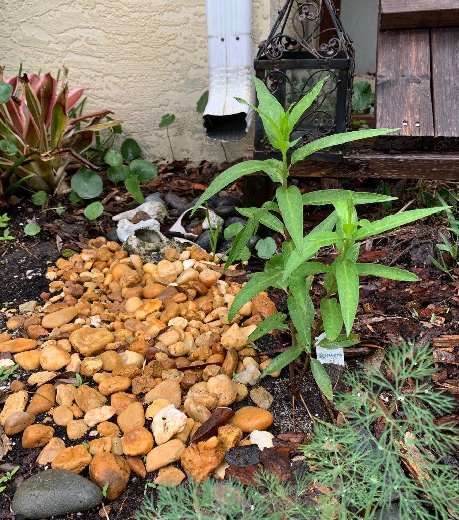 swamp milkweed planted by downspout