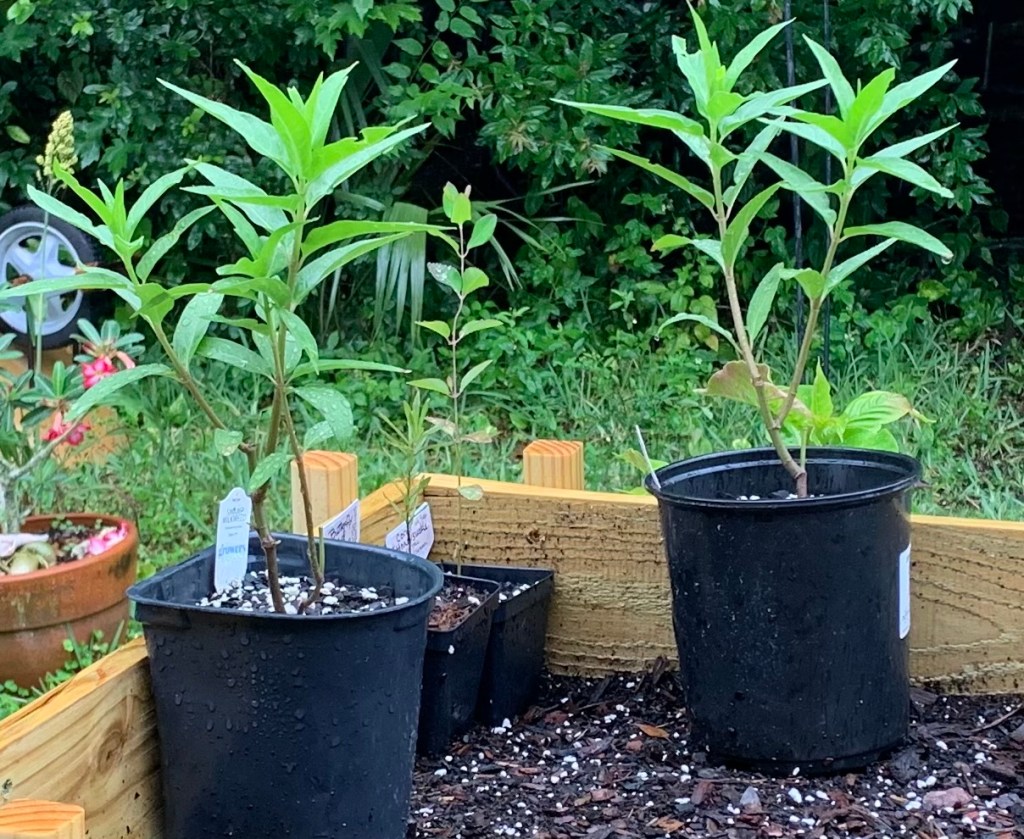 mail order milkweed transplanted to bigger pots