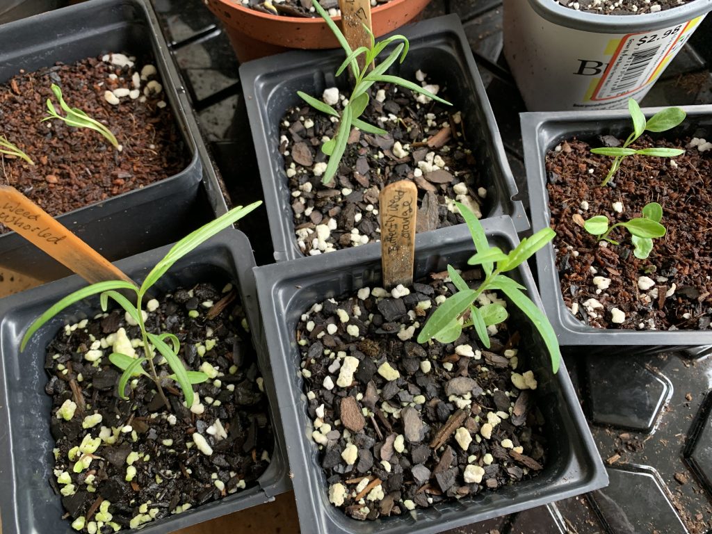 milkweed in black pots growing from seed