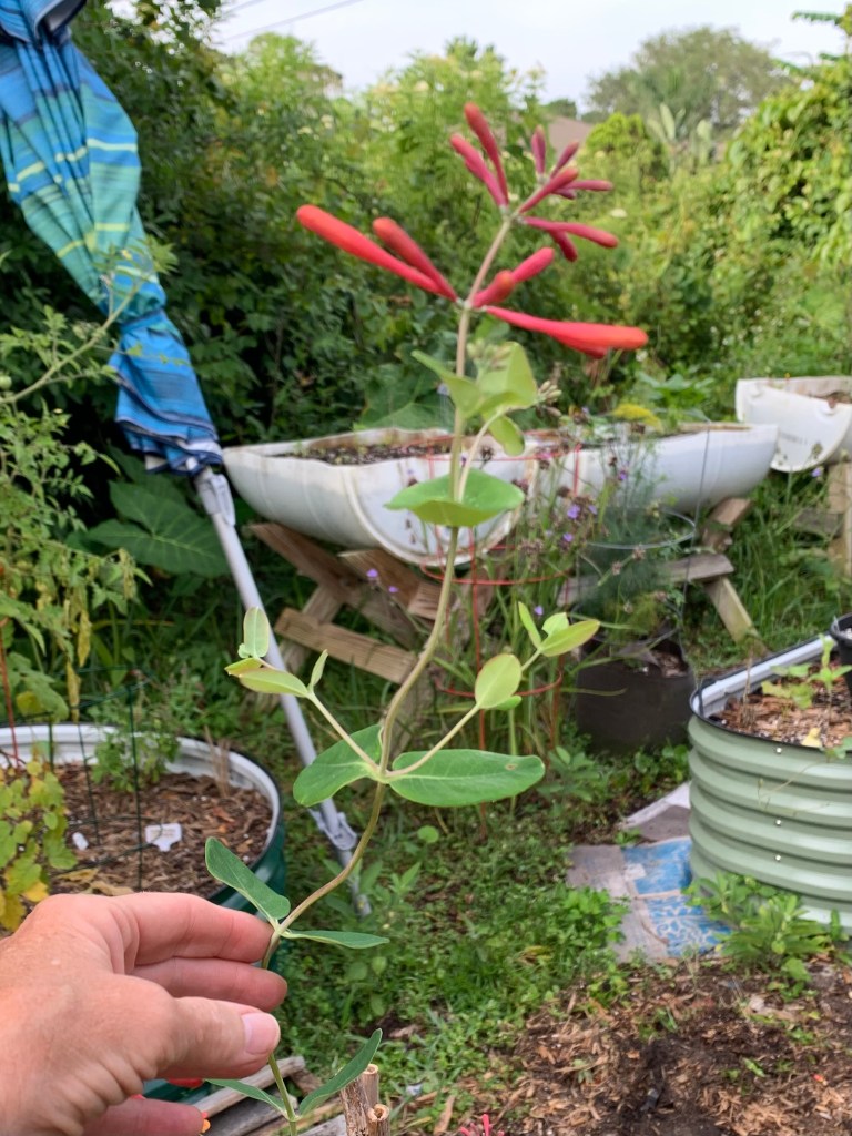 coral honeysuckle flowers