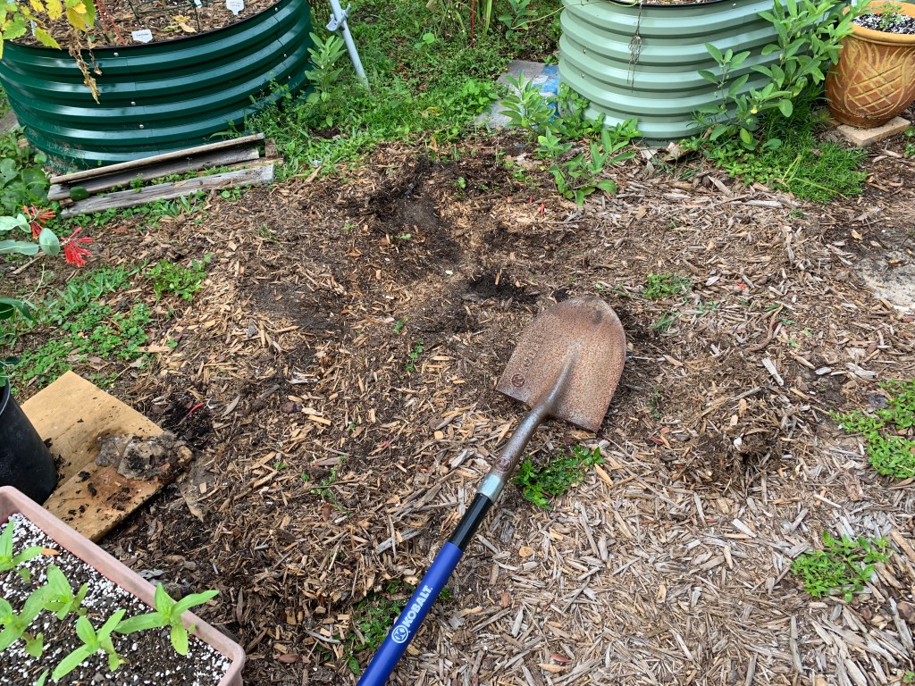 Garden site where new coral honeysuckle plant will be.