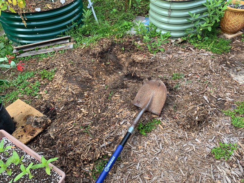Garden site where new coral honeysuckle plant will be.
