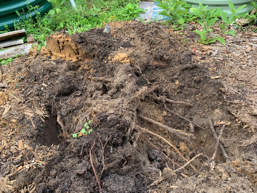 Digging a hole is sand filled with roots