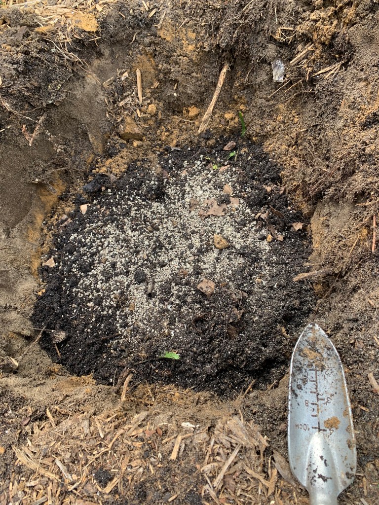 Readying the hole for planting the coral honeysuckle in the garden