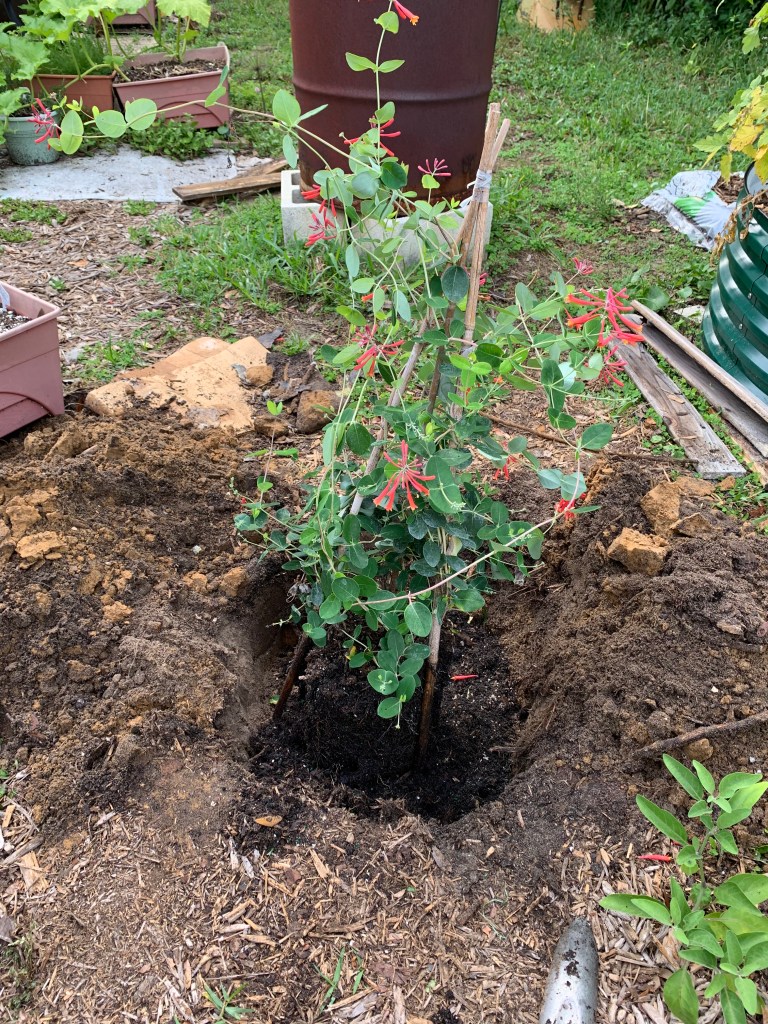 planting a coral honeysuckle vine into the ground.