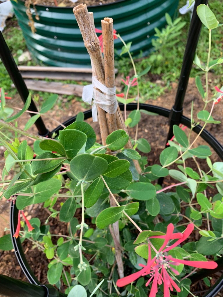 Undoing the bamboo stakes that hold the honeysuckle plant
