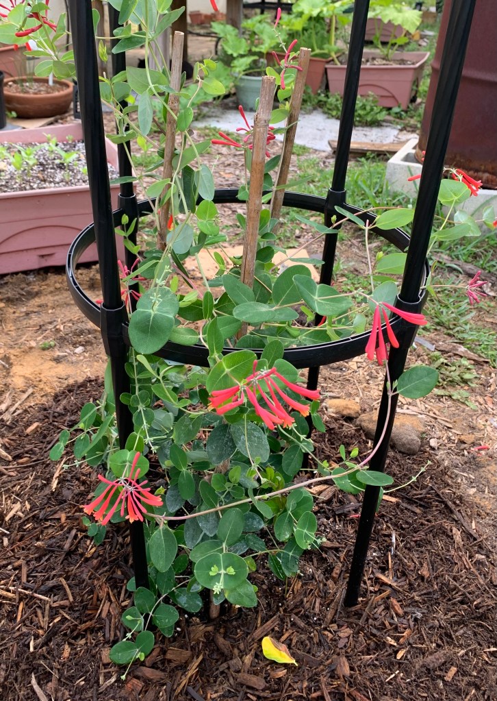 Coral honeysuckle plant is planted in the ground surrounded by obelisk