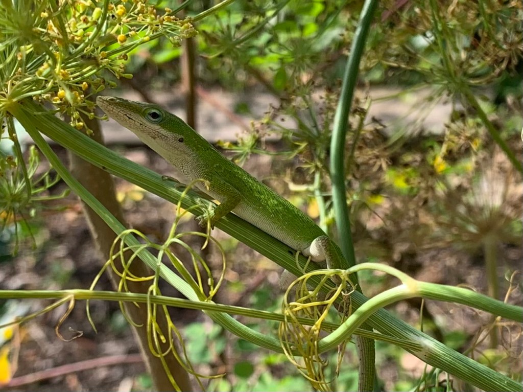 green anole lizard