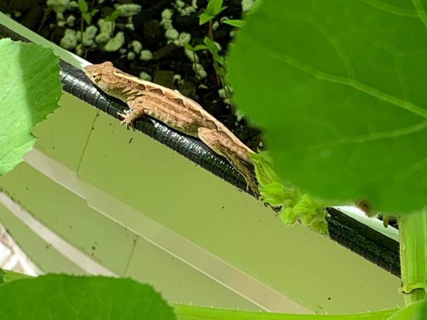 brown invasive lizard