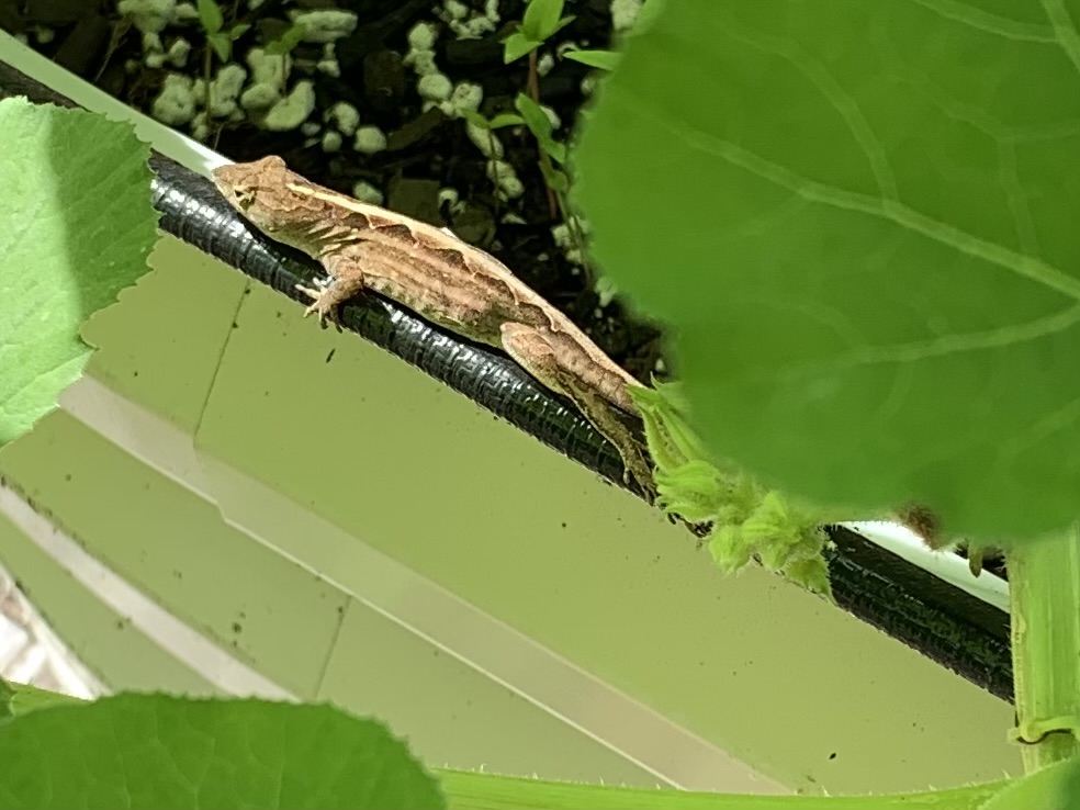 brown invasive lizard