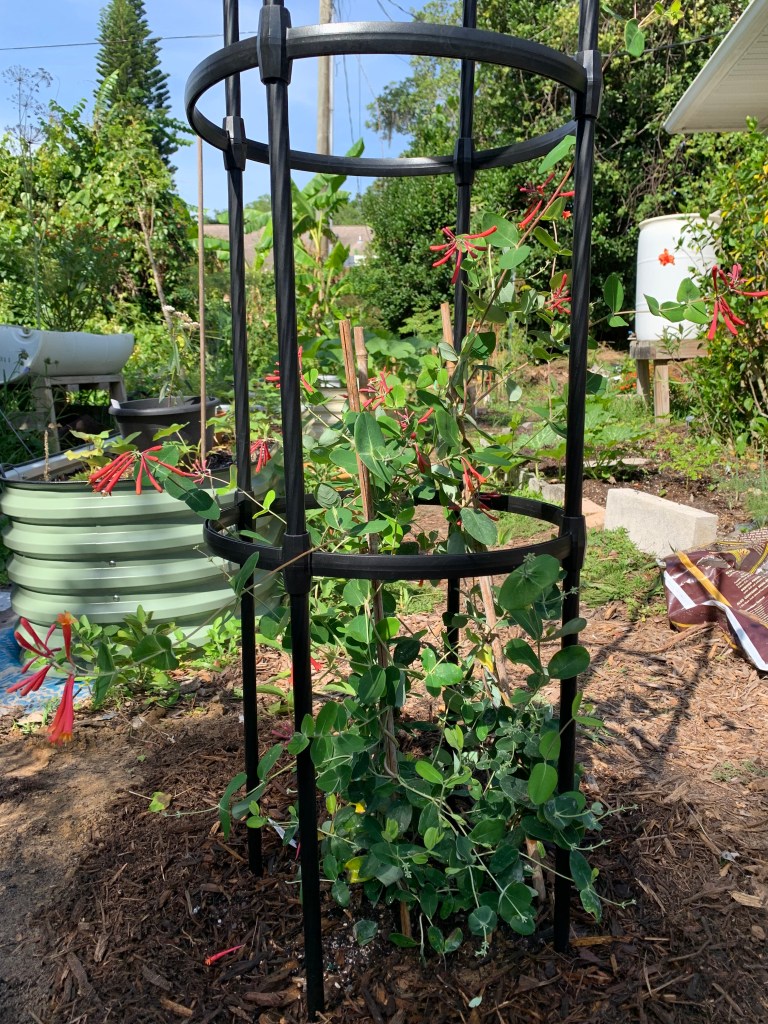 black obelisk around coral honeysuckle