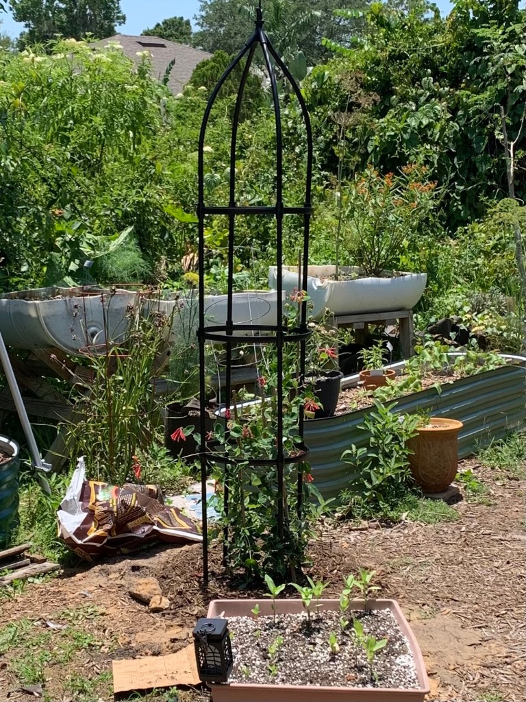 Black obelisk over planted coral honeysuckle