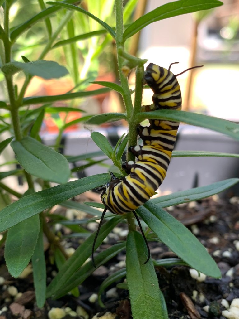 Monarch caterpillar